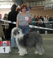 щенки бобтейла,bobtail