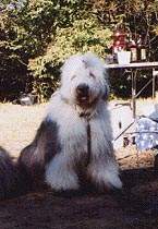 Бобтейл Байлайн Грейсфул Маус