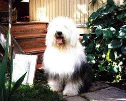 Стенфорд Блю Стар. Бобтейл питомника "Байлайн".