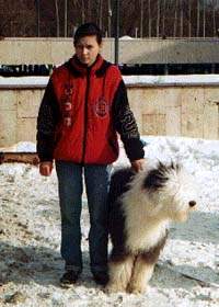 Стенфорд Блю Стар. Бобтейл питомника "Байлайн".