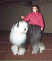 Стенфорд Блю Стар. Бобтейл питомника "Байлайн".