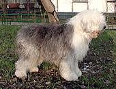 Увеличить, Бобтейл Байлайн Торнтон Смит.