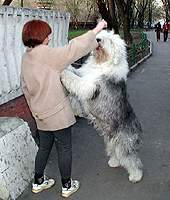 Увеличить, Бобтейл Байлайн Торнтон Смит.