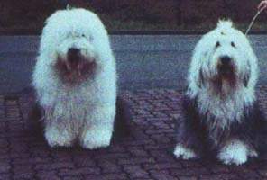 Бобтейлы Sparkle Cquare's China Blue, Happy Panda's Dolly Patron