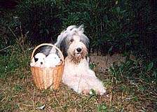 Бобтейл Байлайн Воули Смайл.